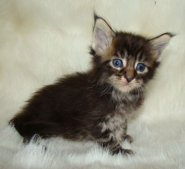     Catsvill County!   !    !       !!!    Catsvill County +7-926-544-74-09     .   ,   ,   ,    ,   ,  ,     ,   -,    ,   !